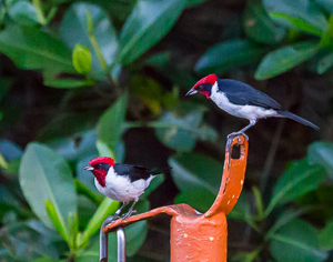Masked Cardinal, Caroni Swamp, Trinidad