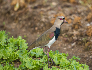 Southern Lapwing, Trinidad