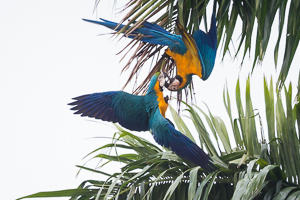 Blue and Yellow Mecaw, Trinidad