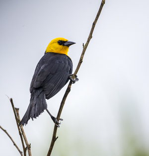 Yellow-hooded Blackbird