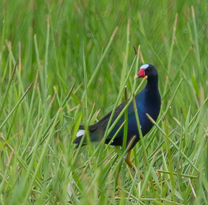 Purple Gallinute