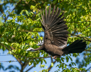 Trinidad Piping-Guan known locally as “Pawi”