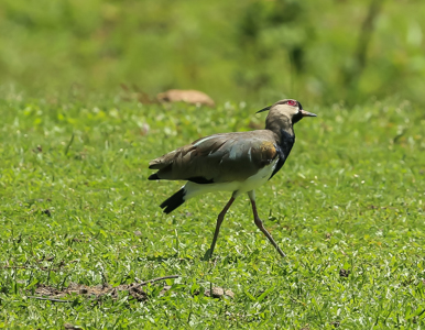 Southern Lapwing