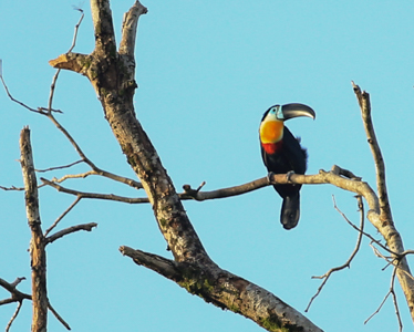 the Channel-billed Toucan