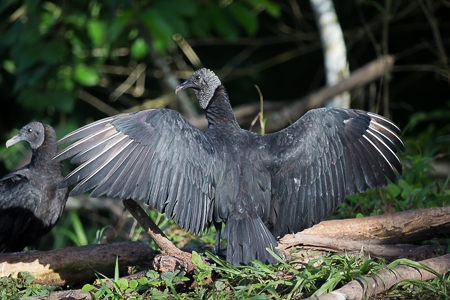 Black Vulture