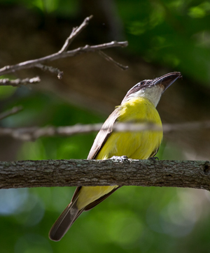 Boat-billed Flycatcher